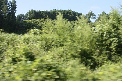 草木の間を・・・